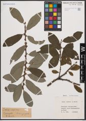 Foto von Salix cinerea L.